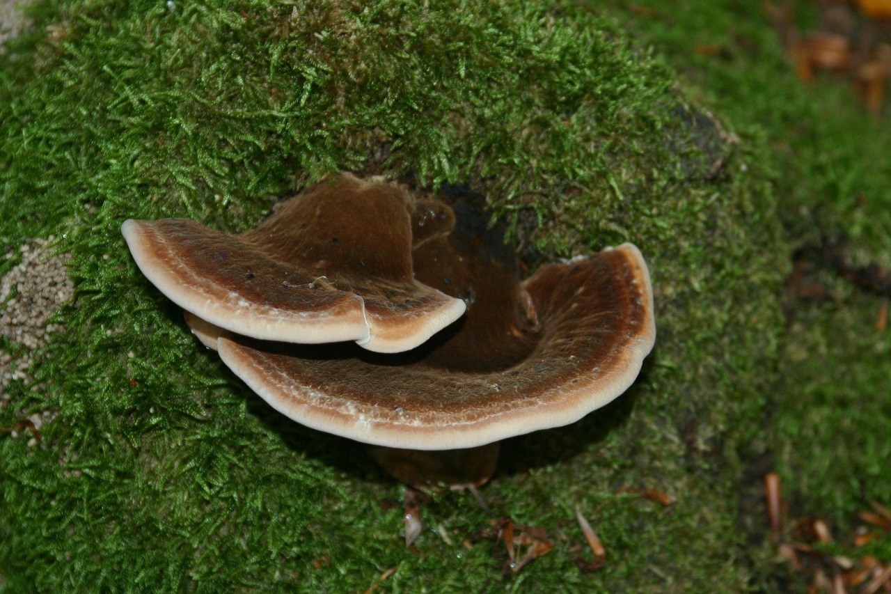 爆款香烟：评估让消费者纷纷涌入购买的香烟 