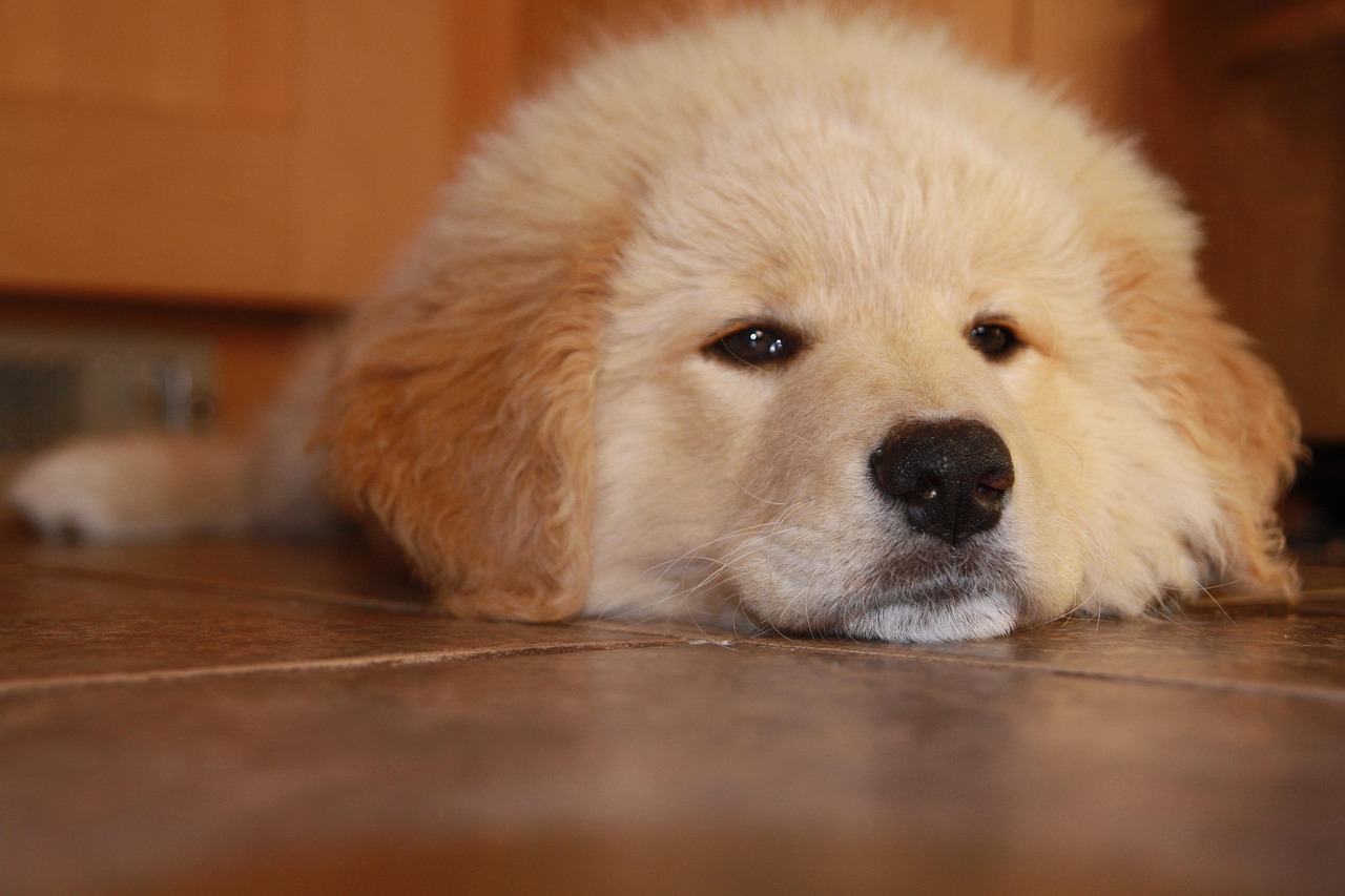 cc网页端|迷你世界如歌注册账号密码