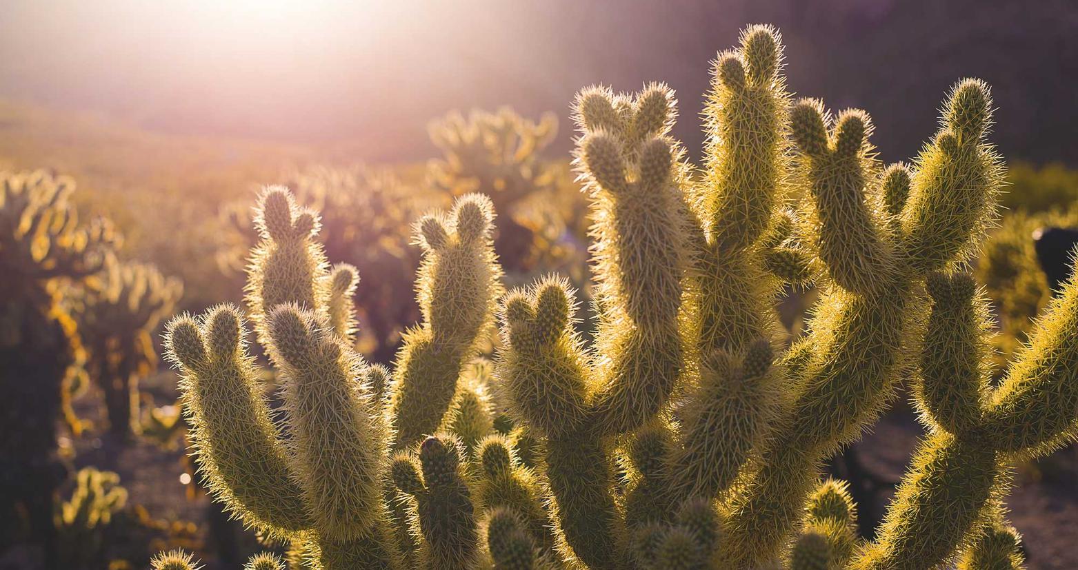 DDOS平台|萝岗代理货运公司注册