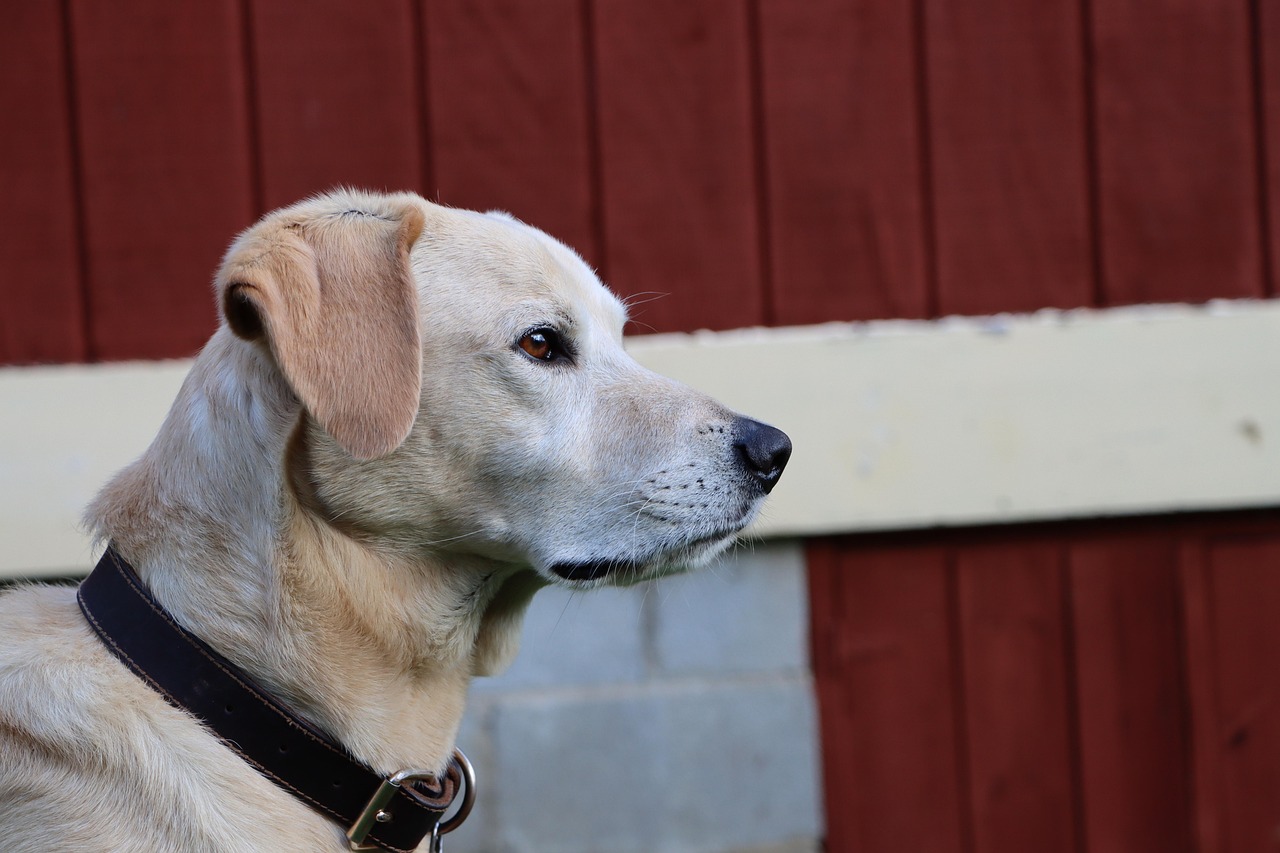 提速啦实名账号：流量卡支持在线客服吗？